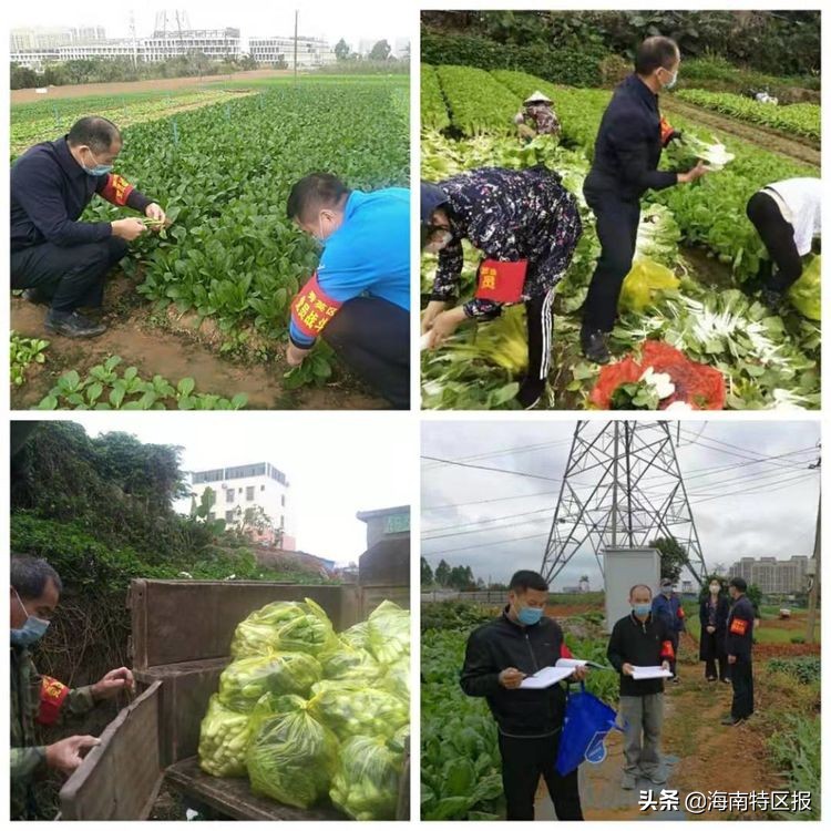 12小时内实现蔬菜从田间地头直供餐桌！“蔬菜直通车”让海口市民足不出户吃上放心菜