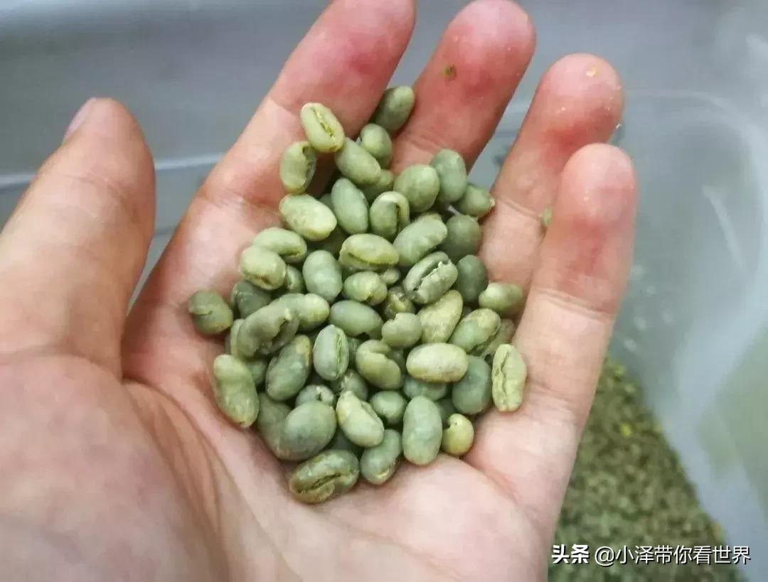 印度尼西亚猫屎咖啡工厂,印度尼西亚正宗猫屎咖啡价格