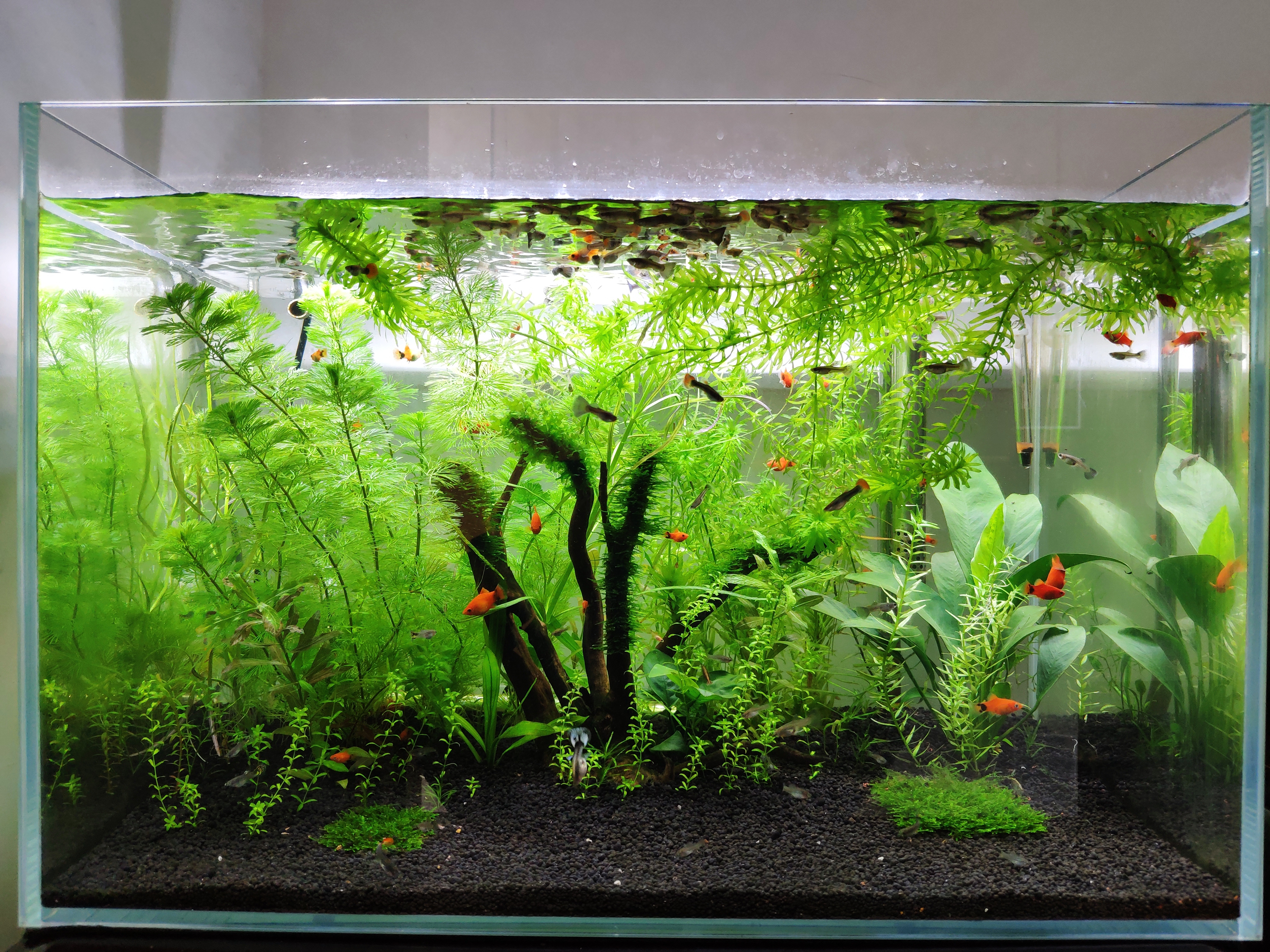 养鱼人千万要注意的三样东西,养鱼四个必须