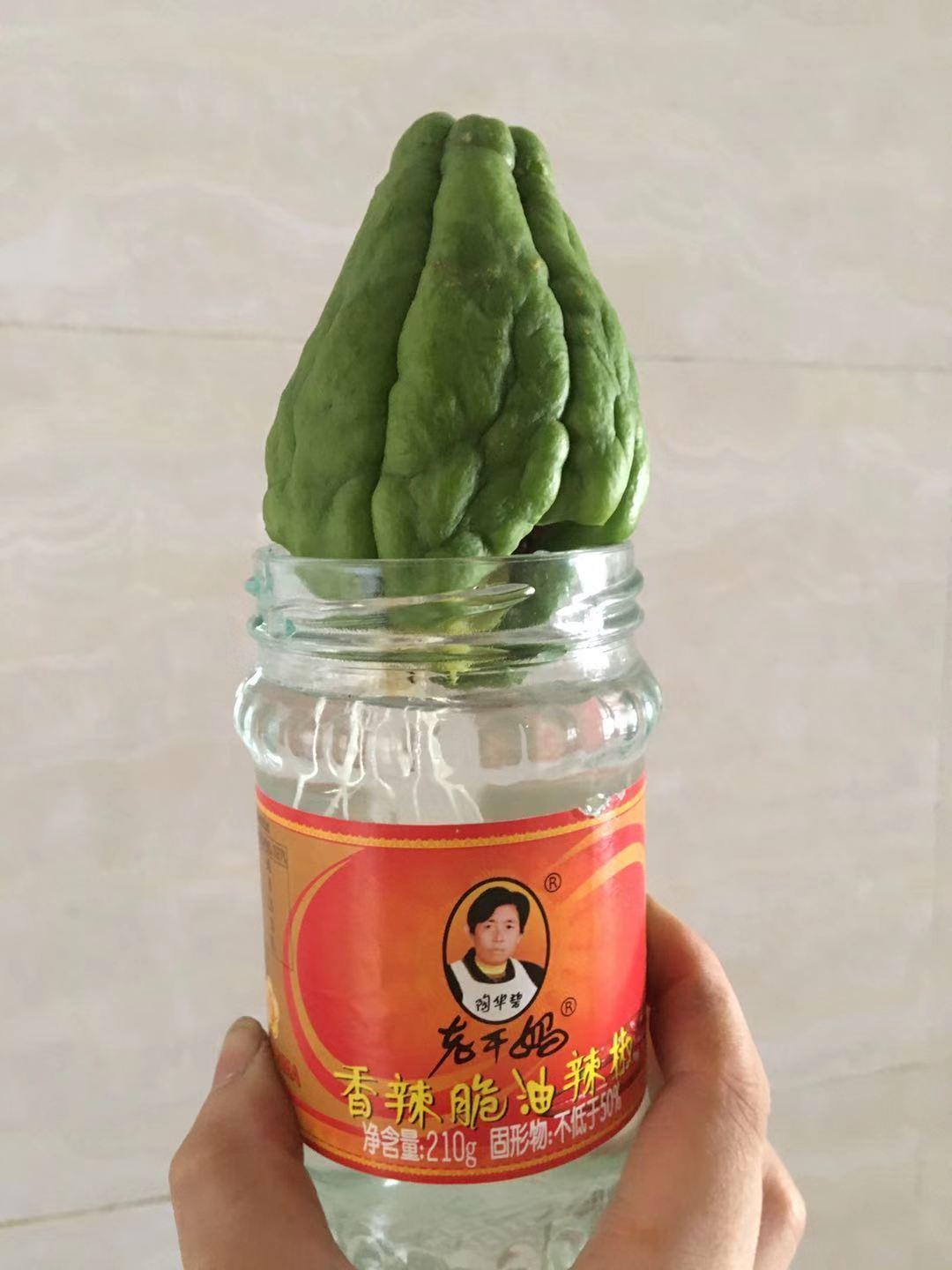 佛手瓜种子种植方法和时间,什么样的佛手瓜才能拿来做种子