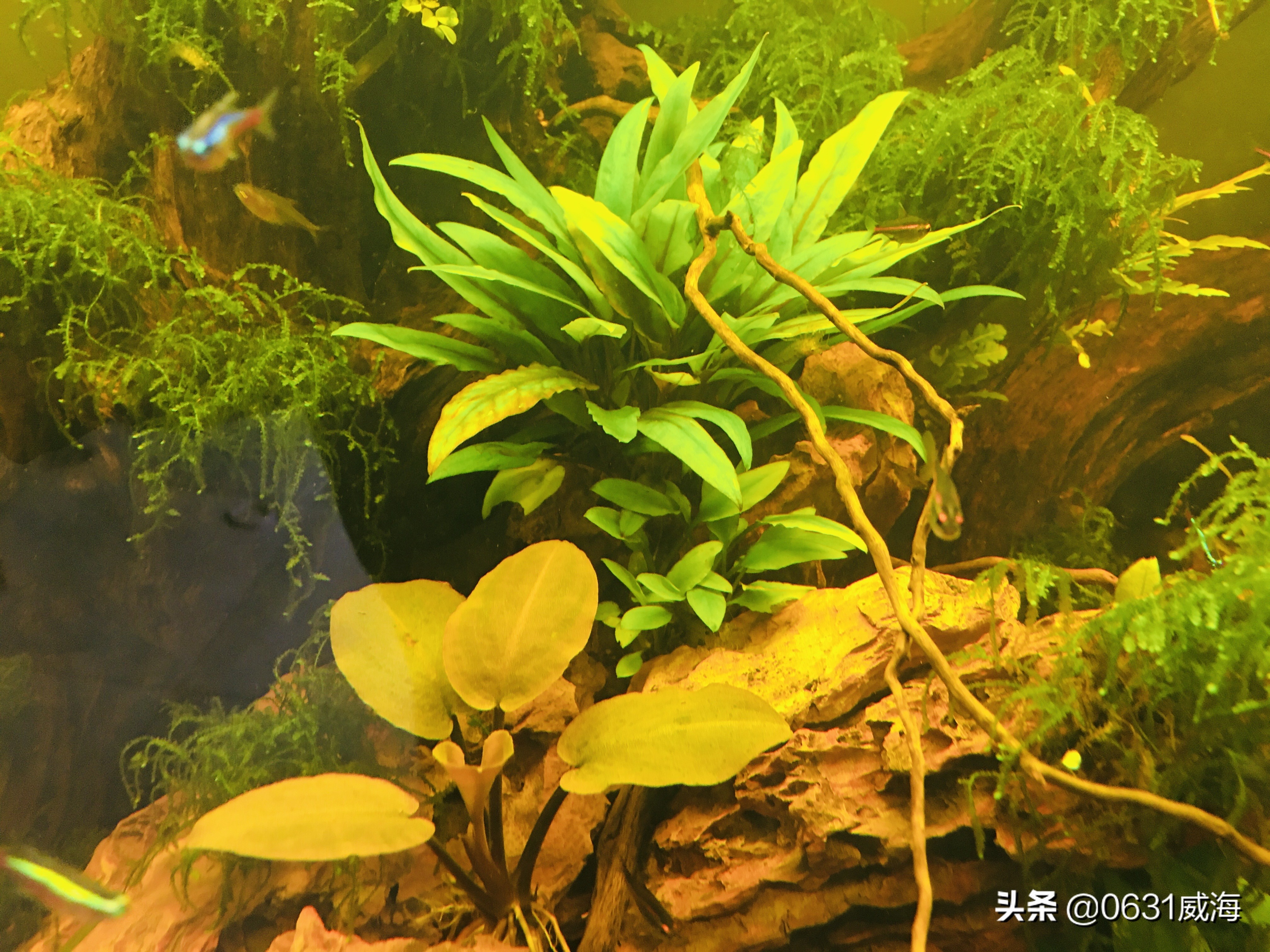 孔雀鱼换水太勤,孔雀鱼换水不当缩尾有救吗