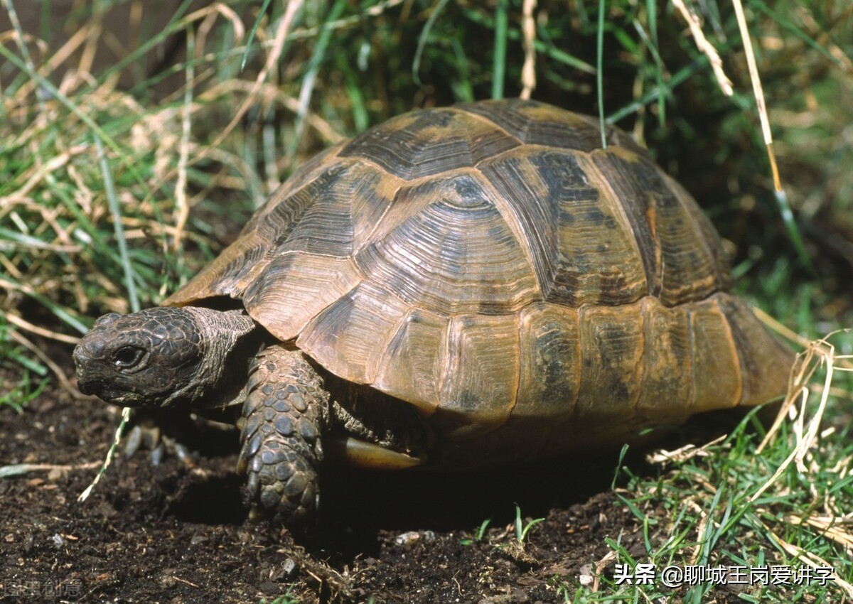 为什么乌龟是长寿的象征,乌龟王八都长寿原因