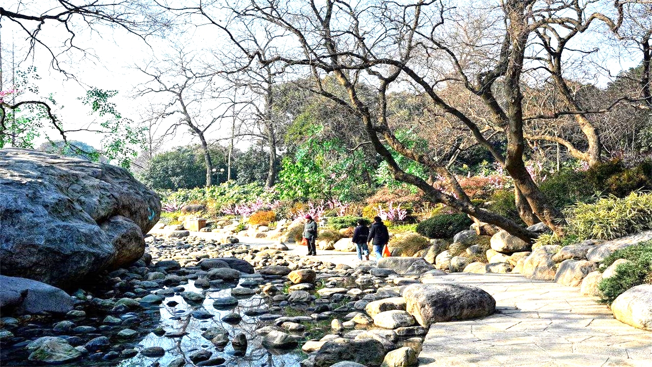 无锡梅园梅花已盛开,无锡梅园百合花节