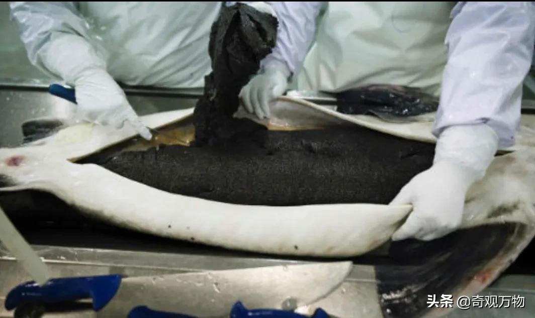 白化鲟鱼鱼子酱多少一条,鲟鱼鱼子酱值多少钱