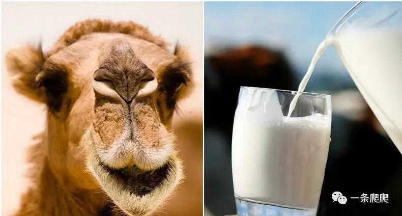 骆驼奶比羊奶好吸收,骆驼奶比牛奶好在哪里