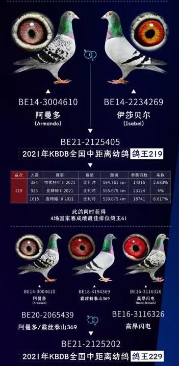 立志从买鸽王到飞鸽王开尔今年飞得怎么样？