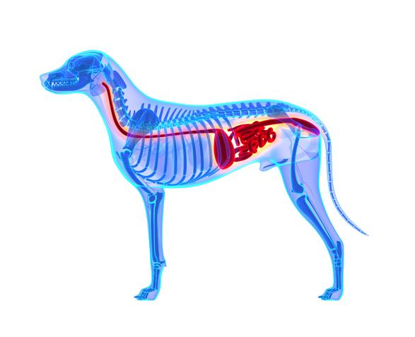 宠物行为习惯会跟主人一样吗,宠物的行为都是跟主人学的