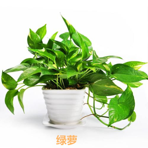 新房除甲醛最有效方法视频,新房除甲醛小妙招视频