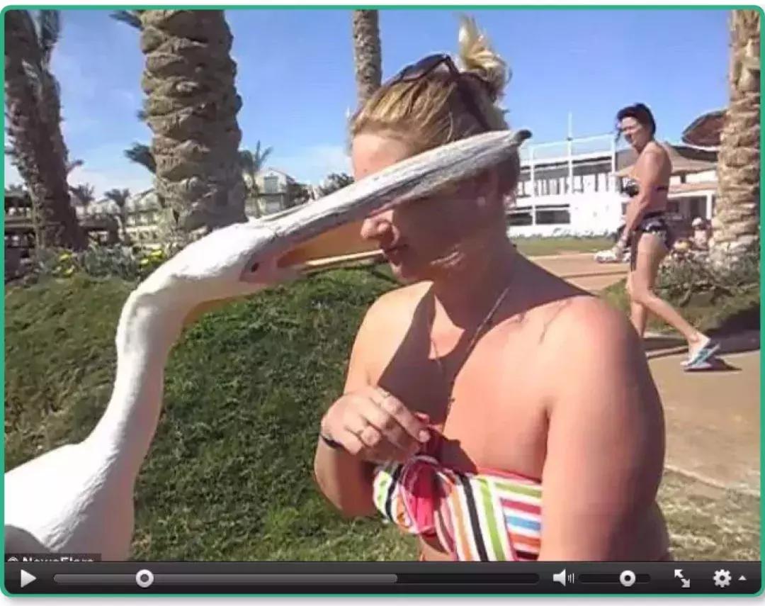 鸟界广东人，没什么是它不敢吃的……