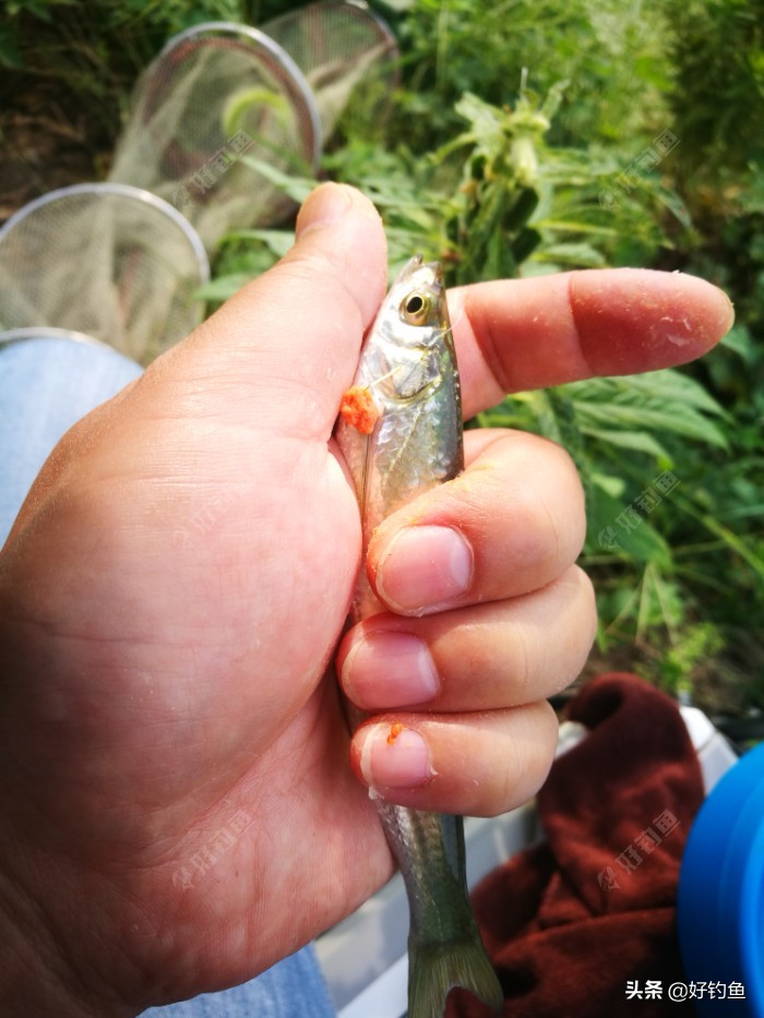 忙里偷闲的出来钓个鱼,忙里偷闲钓鱼