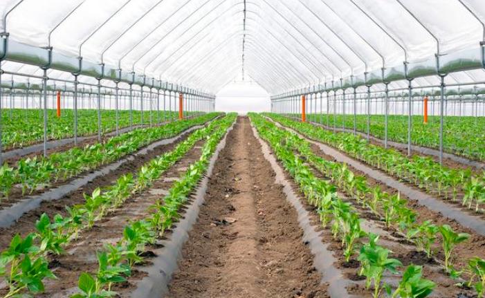 促进生长剂排行,生长调节剂哪种最好最快