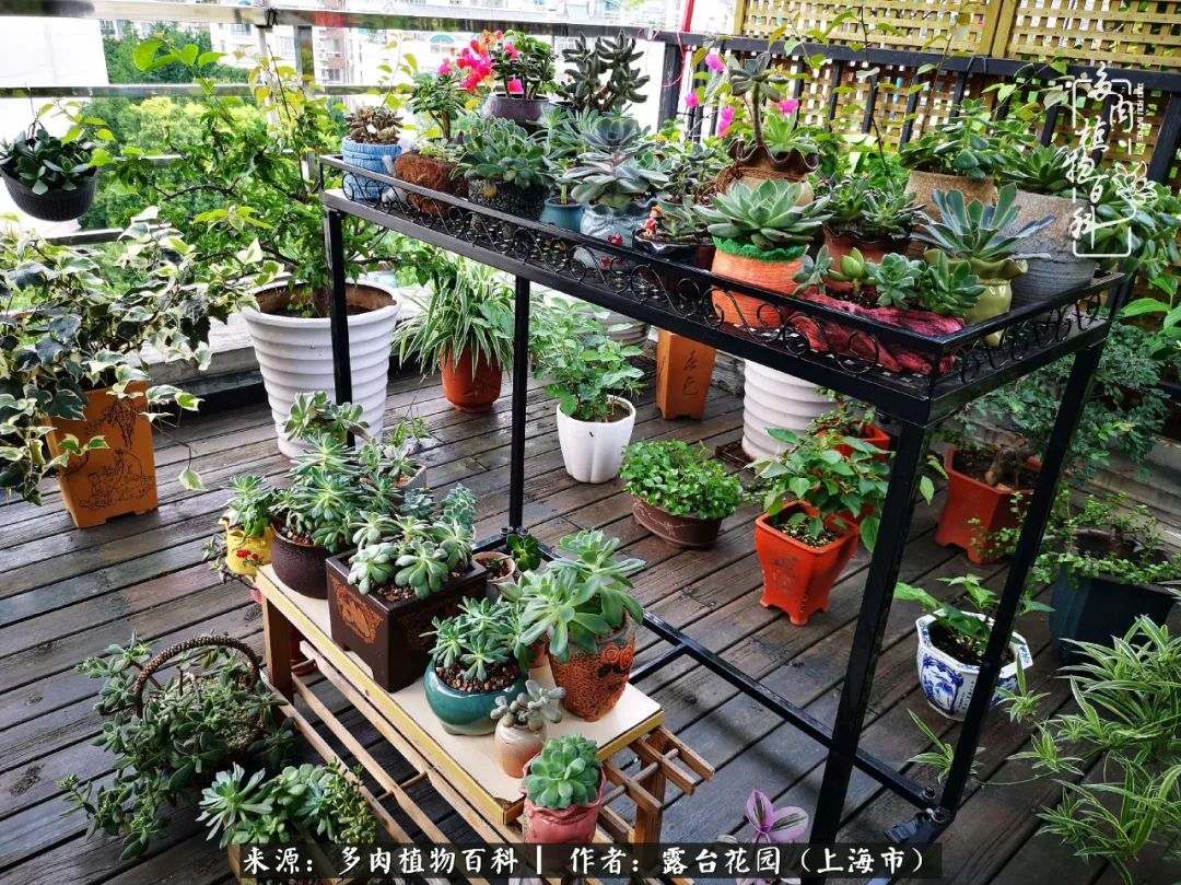 这6种多肉又粉又可爱萌翻少女心,粉粉萌萌的多肉有哪些