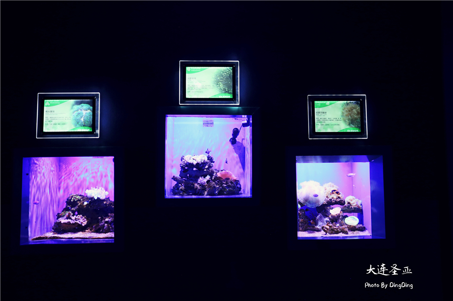 北方明珠活力四射的浪漫之都大连，国内最具特色的海洋世界圣亚