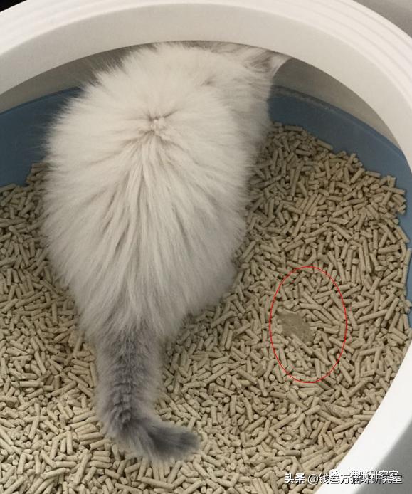 小猫拉稀原因分析,小猫跑肚拉稀怎么办最快最有效