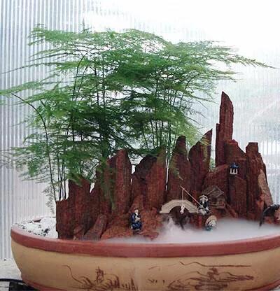 文竹文竹,文竹青翠欲滴