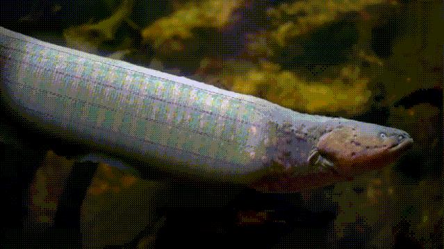 电鳗到底靠什么发电,电鳗自己怎么会发电