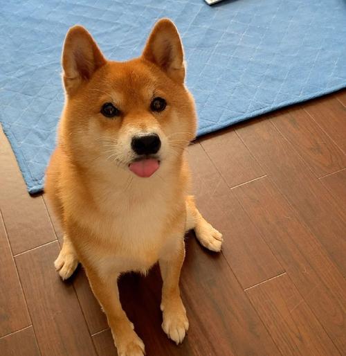 小型犬都容易得皮肤病吗,小型犬都有基因缺陷