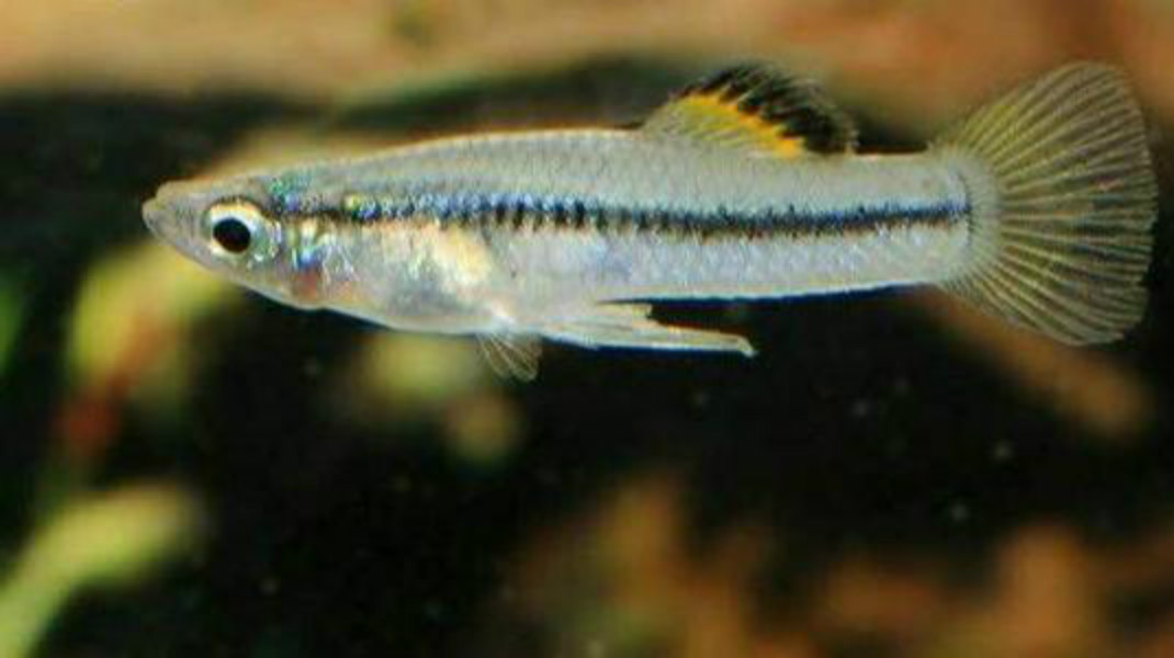 动物的神奇能力,动物的医疗本领