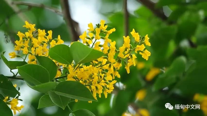 紫檀花开独一无二,紫檀花开了视频