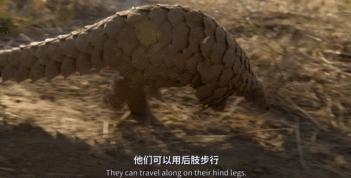 穿山甲报应,报应啊