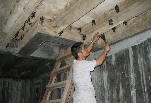 印尼燕窝的秘密是什么,印尼的燕窝是假的吗