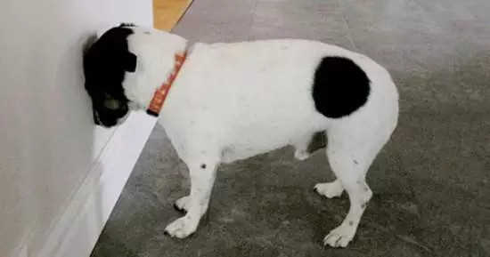 泰迪狗狗生病的各种症状以及疗法,狗狗生病四肢无力站不稳什么原因