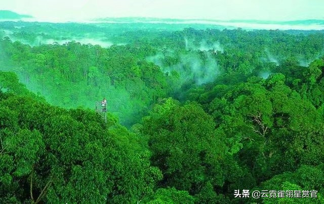 “绿色天堂”亚马逊雨林,实则是“人类禁区”,到底有多恐怖?