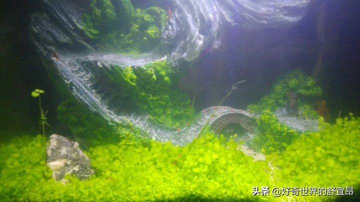 硝化细菌怎么培养,养鱼时被忽略,无知才导致失误