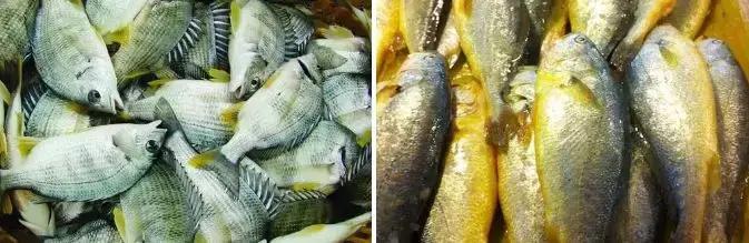 广东开海吃海鲜攻略,开海吃海鲜攻略