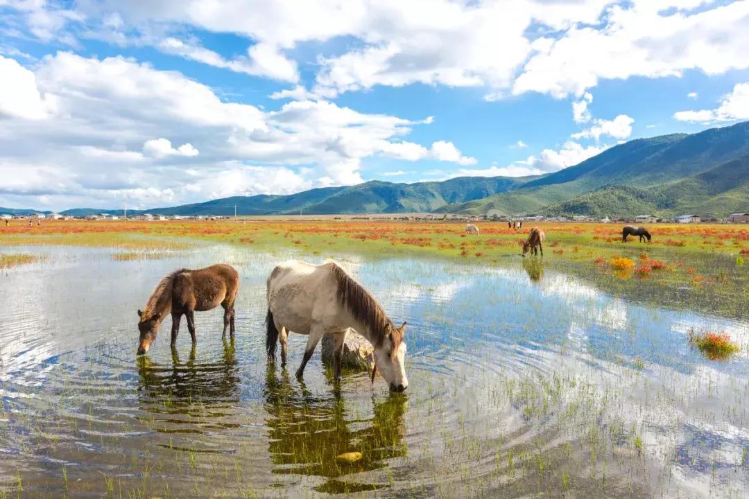 上海治愈系酒店,江浙森系治愈酒店