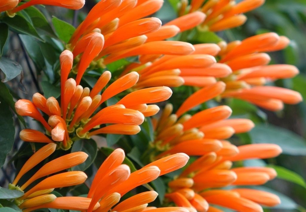 100种常见观叶植物图鉴史上最全,农村常见的100种植物