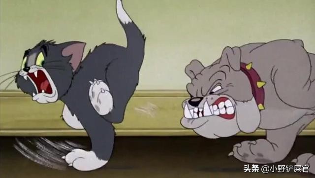 比特犬是斗牛犬吗,比特犬太凶狠