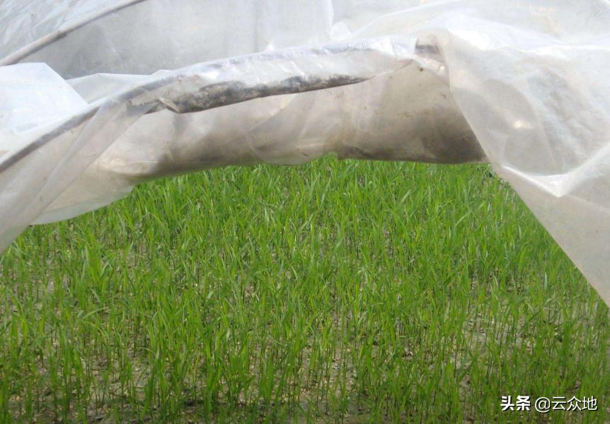 水稻育秧的最佳方法,水稻育秧技术与方法