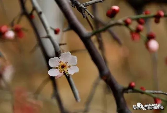 南阳春天踏青,南阳有哪些适合春游的地方