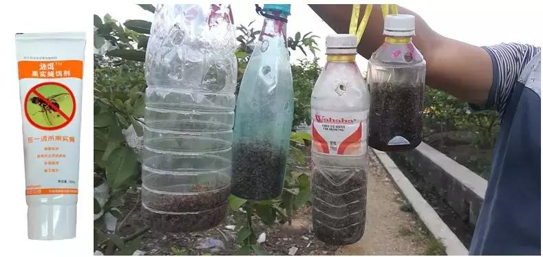 桔小实蝇发生与分布,防治桔大实蝇