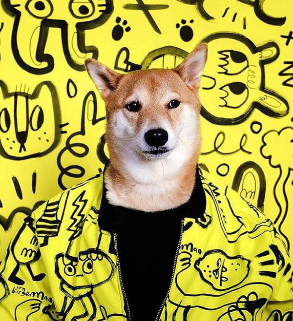 新手铲屎官必备清单,铲屎官新手入门必备