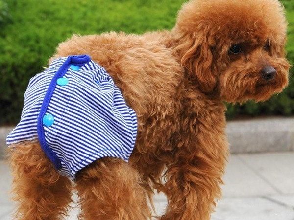 辟谣狗狗每年不需要打预防针,辟谣狗狗突然大量喝水