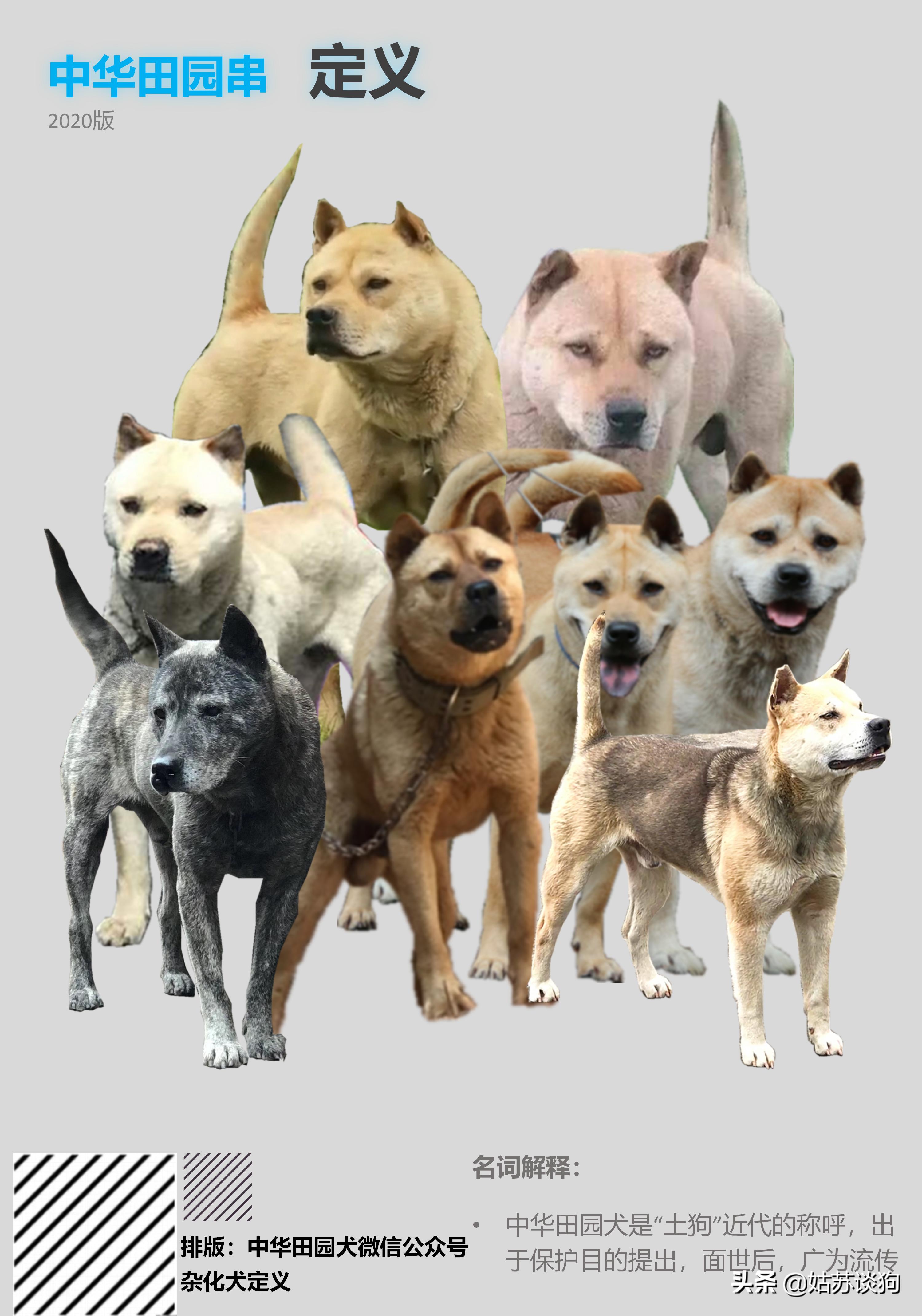 土狗毛多的好还是毛少好,农村土狗为什么越来越少