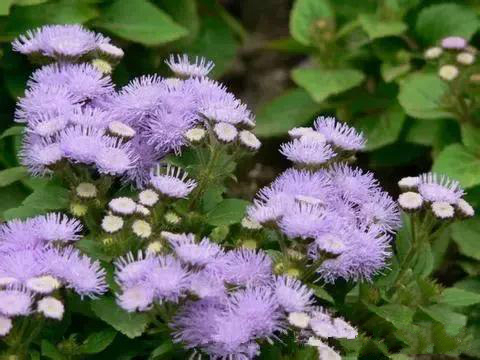 一招搞定红蜘蛛,红蜘蛛最大的克星