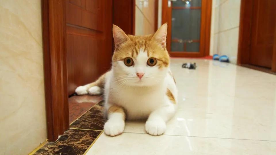 新手养猫注意事项及解决方法,新手养猫注意事项以及幼猫到新家