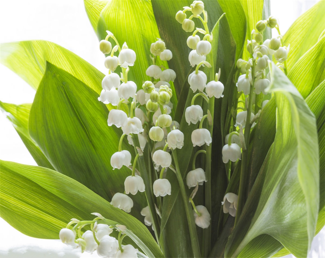 铃兰花的养殖方法视频教程,铃兰花的养殖方法喜肥吗