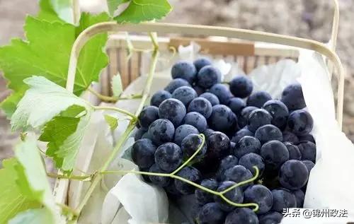 沈阳有什么特色农产品,辽宁省14个市县特产农产品