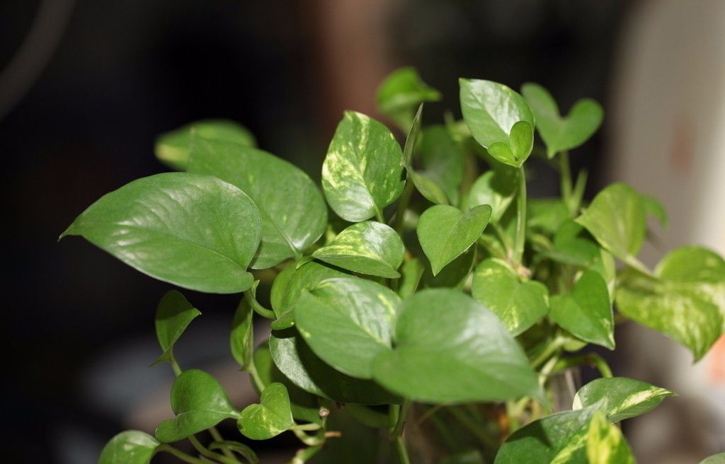 阿司匹林浇花适应哪种花卉,阿司匹林浇花方法与注意事项