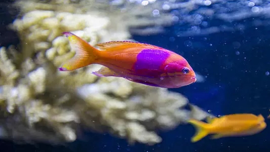 人见人爱观赏鱼,人见人爱的观赏鱼