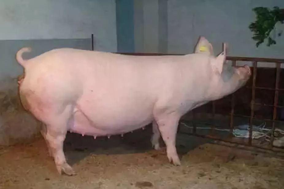 养好母猪四个重点饲料,养好母猪四大秘诀是什么