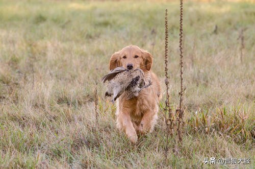 世界第一暖男金毛,最懂人性的金毛犬