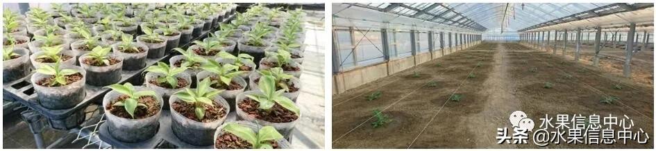 日本农业发达到什么程度?荔枝、香蕉、菠萝竟然用温室来种