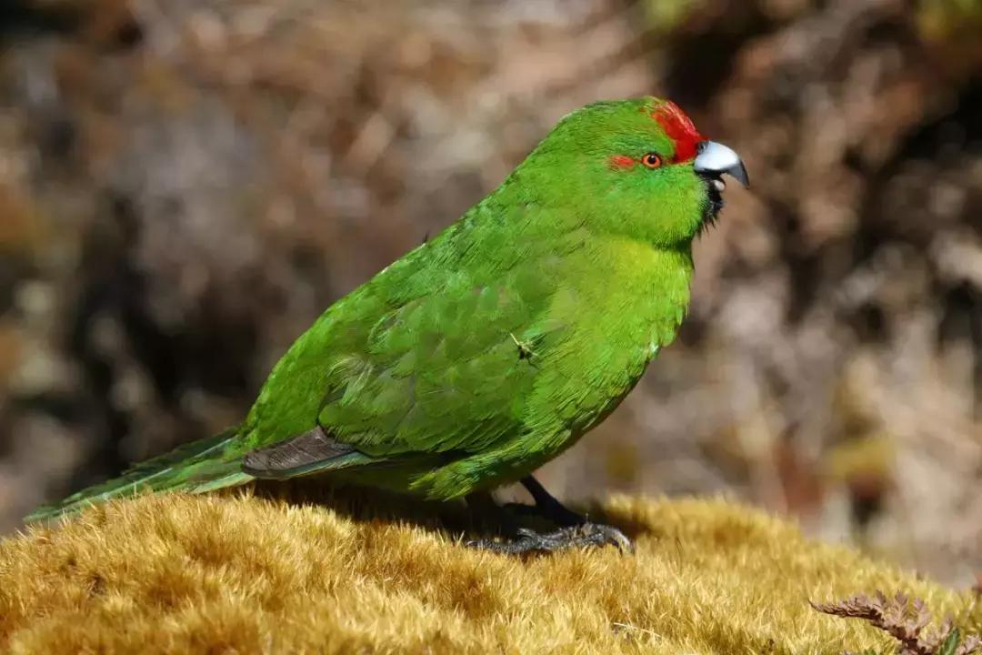 这个新西兰小岛,隐藏的惊世秘密