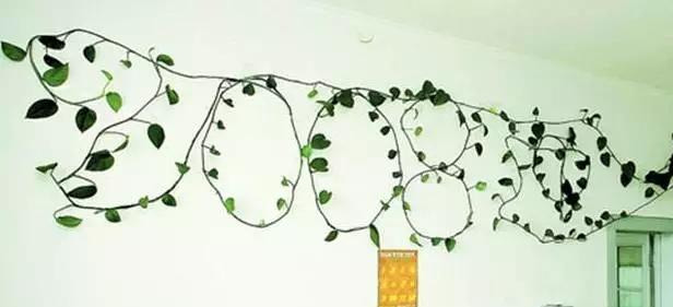 绿萝怎么造型更好看,大绿萝怎么做造型好看
