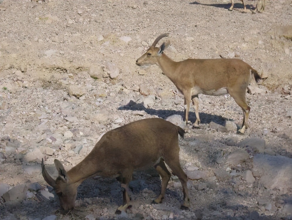 澳大利亚的羊泛滥成灾真的吗,澳洲又一动物泛滥成灾